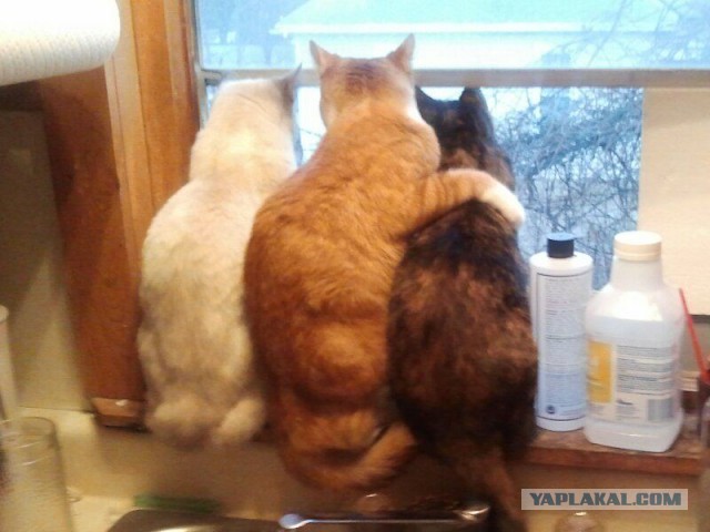 Кото-вторник 24 Мая 2016го :)