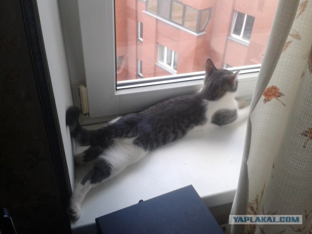 Котовторник  14.06.2016