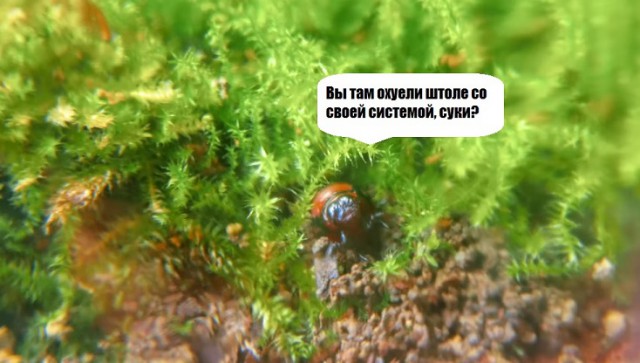 Экосистема, или вечный террариум