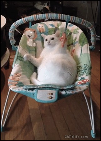 Истинное назначение детского кресла по мнению кота