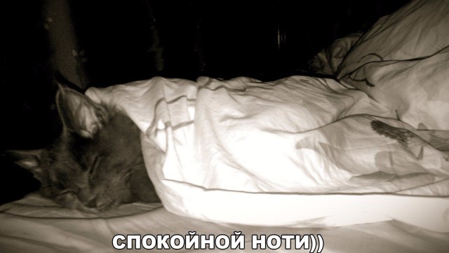 Прикольные животные