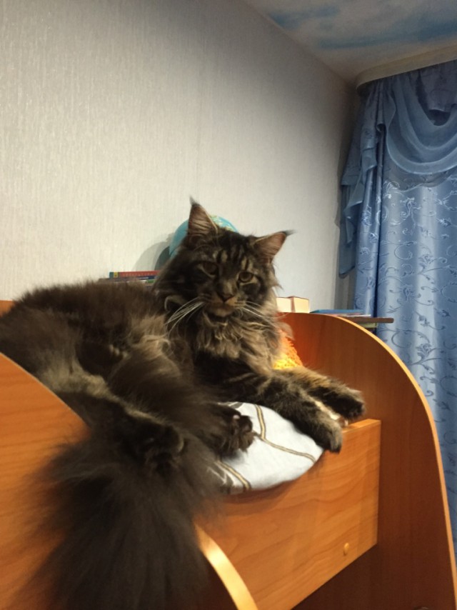 Котовторник 22.11.2016