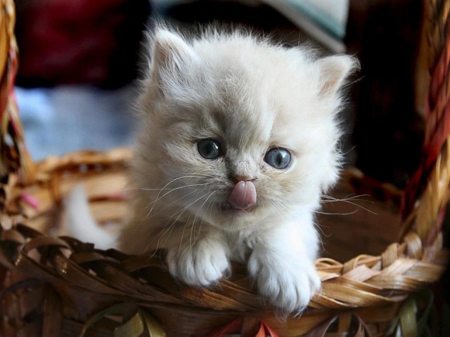 Коты из сети
