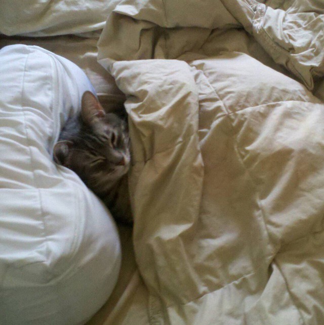 Коты и Кошки