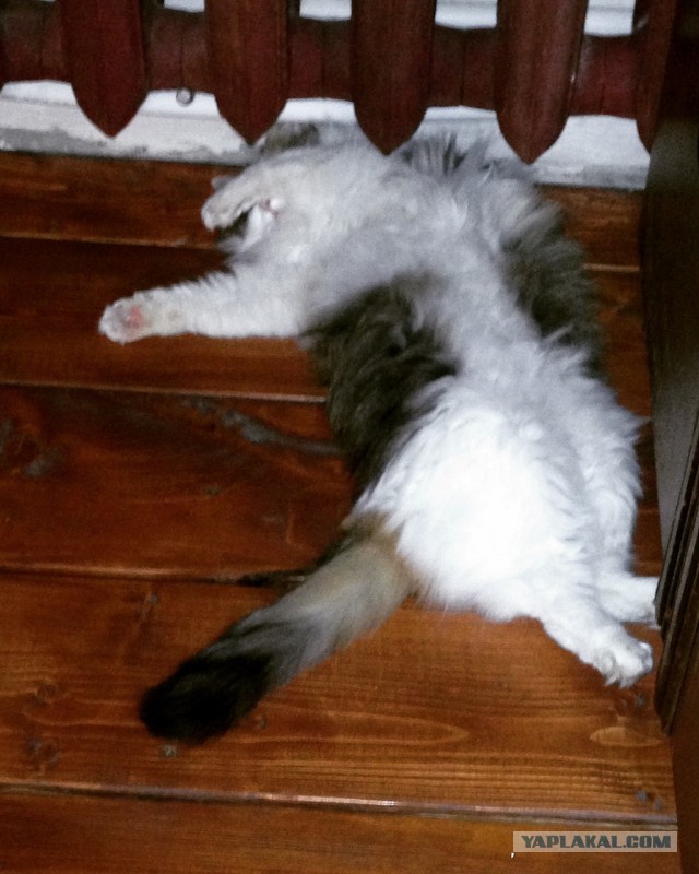 Котовторник 23/05/2017