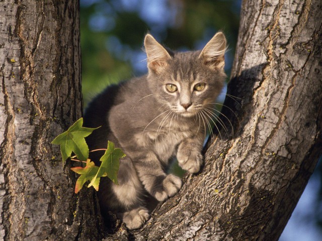 Коты и Кошки