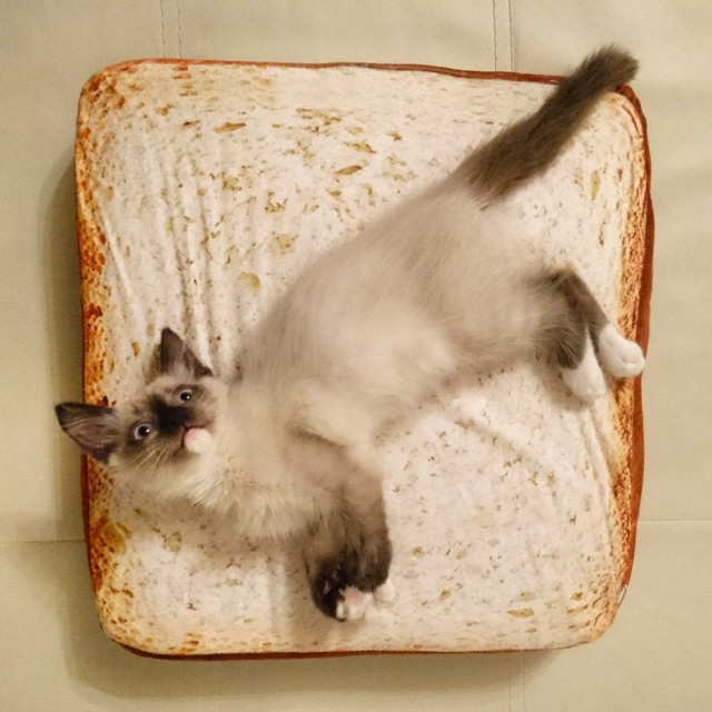 Коты и Кошки