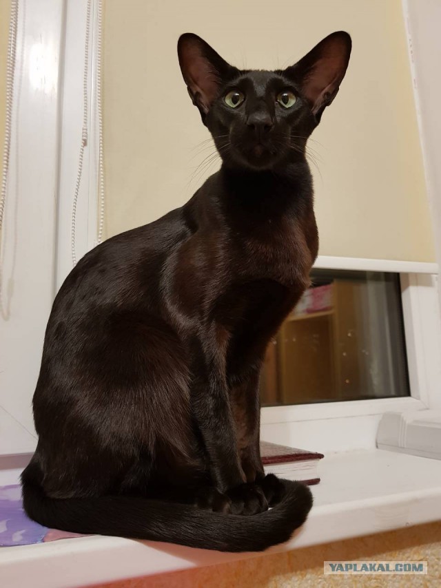 Котовторник  10.10.2017