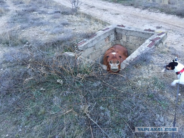 А я сегодня утром гулял с собаками. И смотрите что нашёл