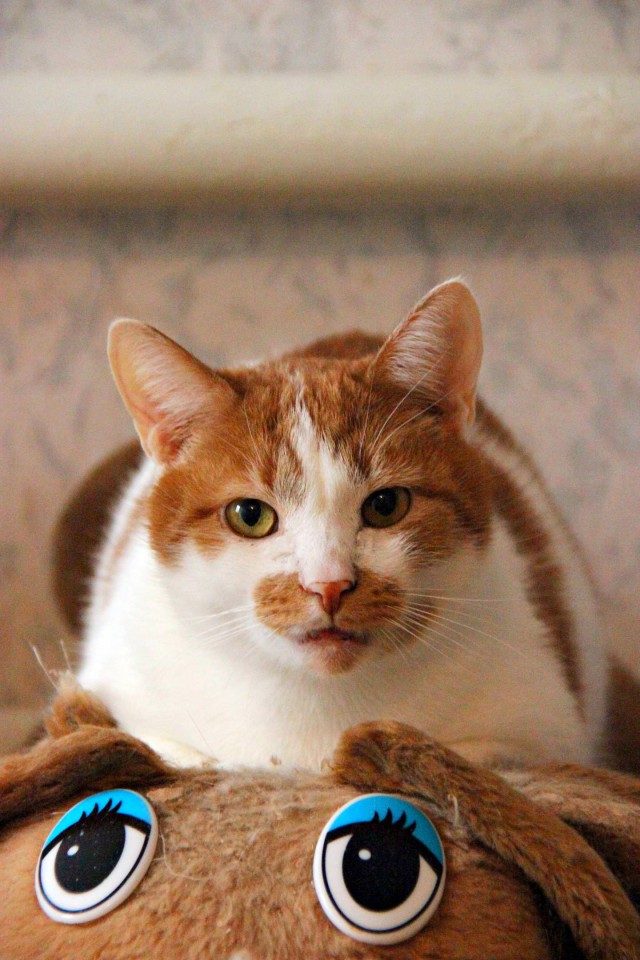 Коты и Кошки