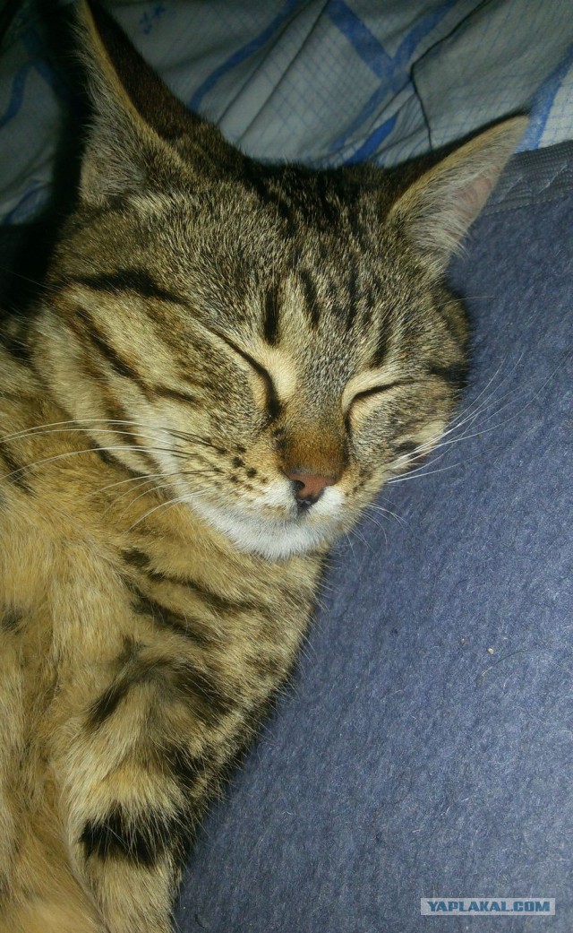Котовторник 30.01.2018