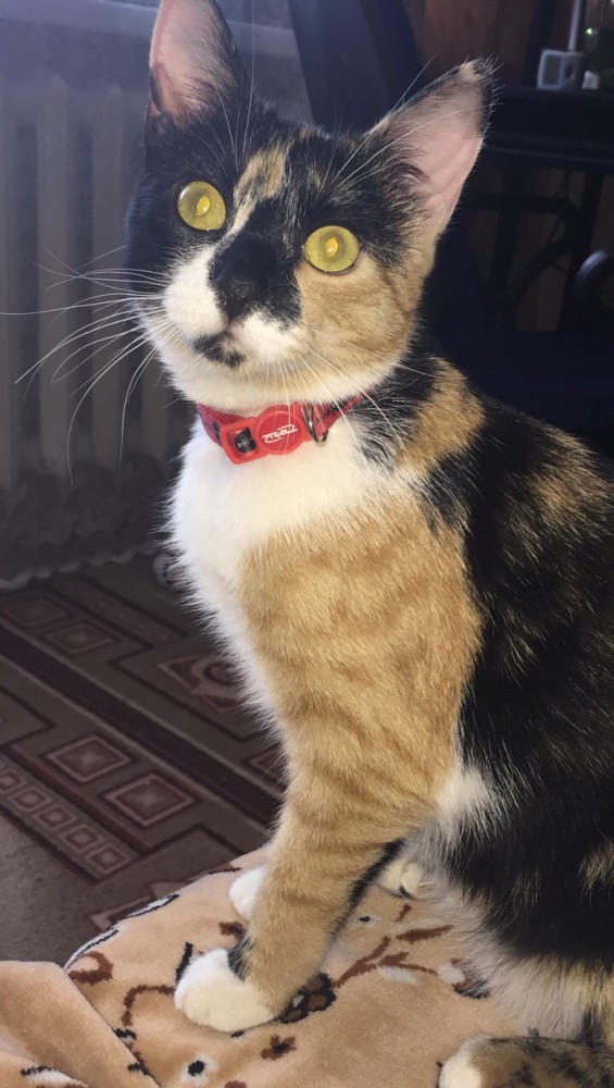 Котовторник 20.03.2018