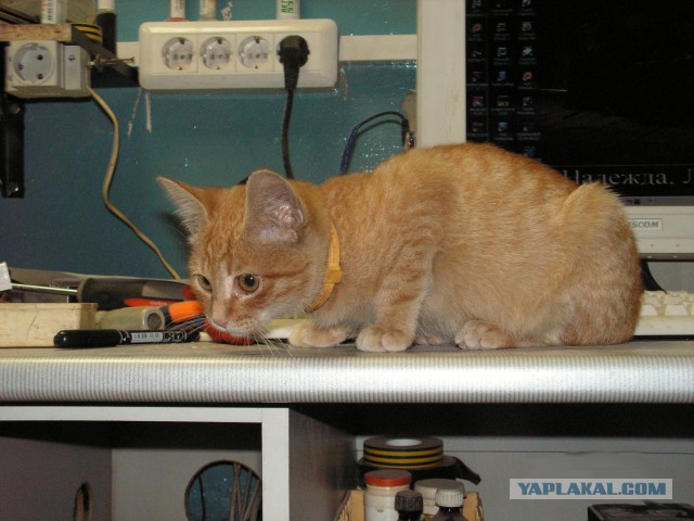 Котовторник  01.05.2018