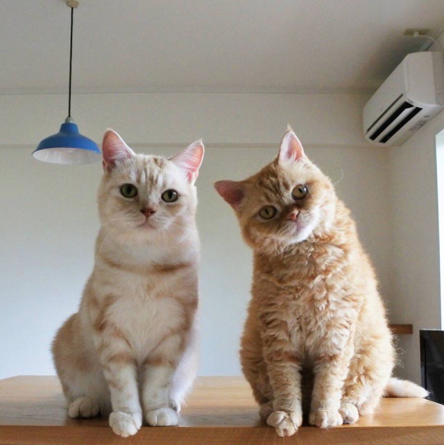 Прикольных котов пост