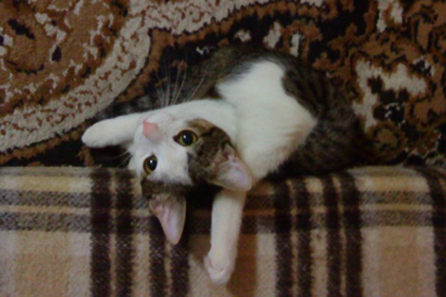 Неадекватные коты