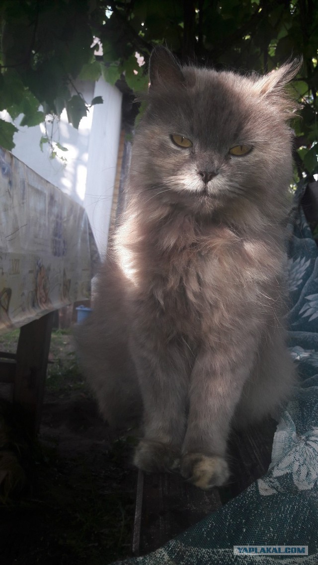 Котовторник  12.06.2018
