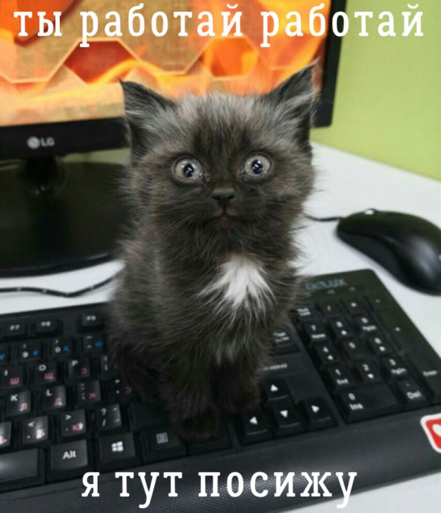 Прикольных котов пост