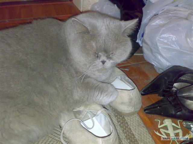 Котовторник на ЯПлакалъ 08.07.2008