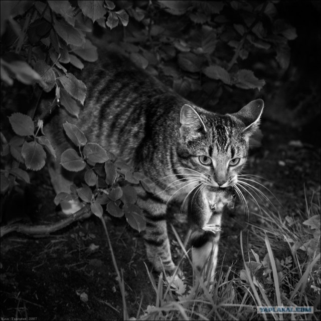 УРРААА ! Котовторник на ЯПлакалъ !