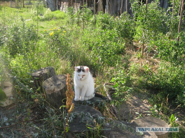 Жизнь домашнего приюта для котеек 225