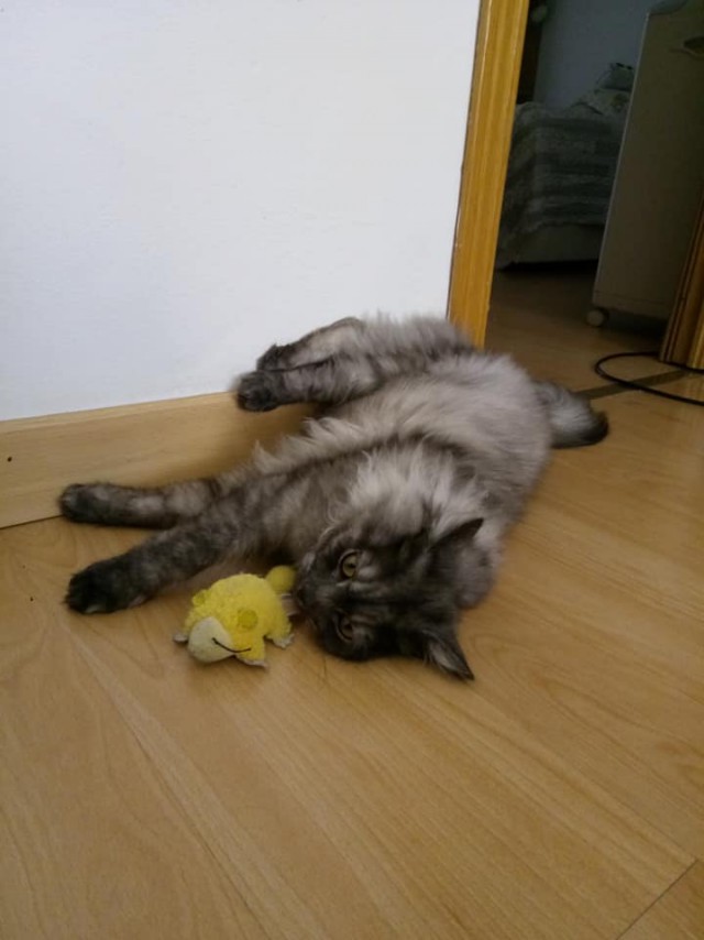 Котовторник 07.08.2018