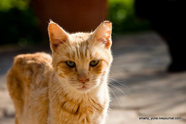 Кошачий монастырь Святого Николая