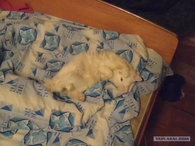 Котовторник!