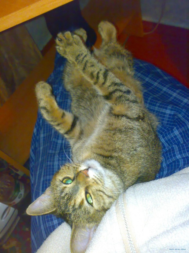 Котовторник (28.02.2012)
