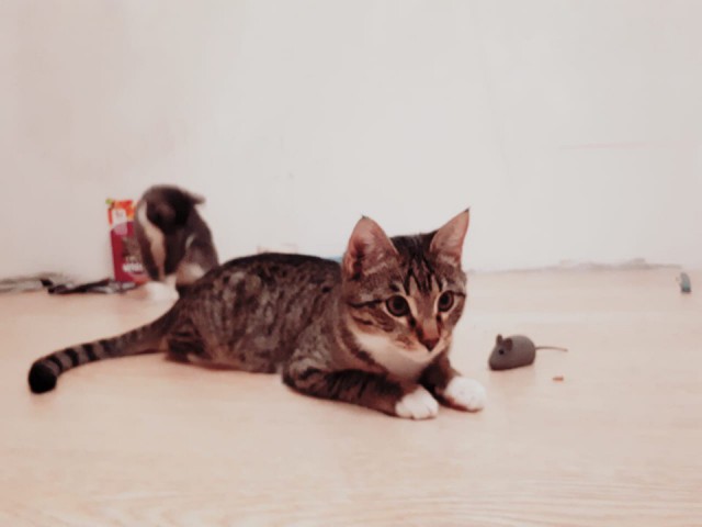 Прикольных котов пост