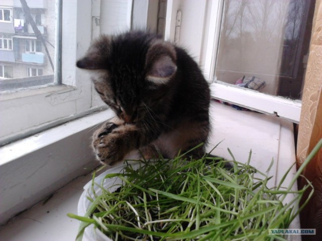 Котовторник (15.05.2012)