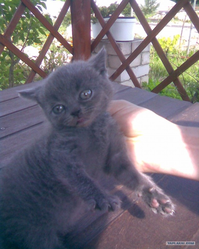 Котовторник   5.06.2012