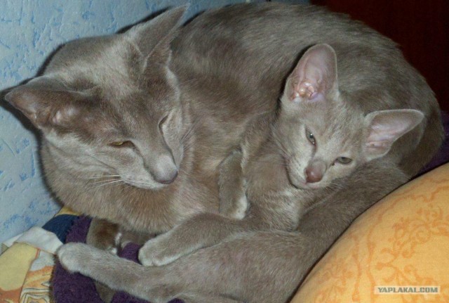Котовторник  17.07.2012