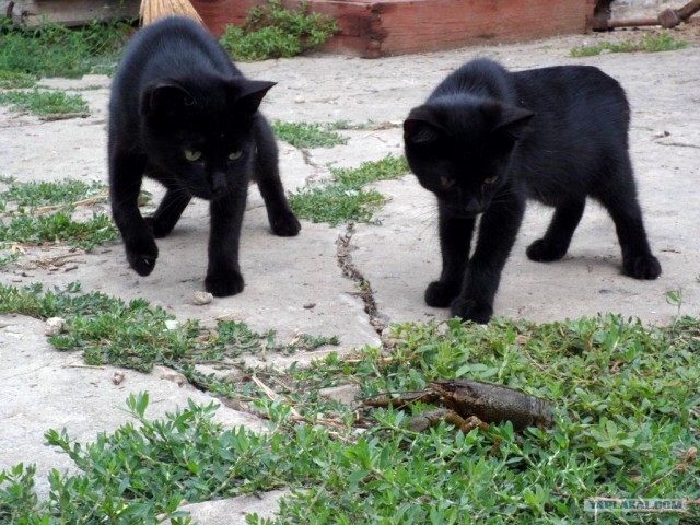 Котовторник  4.09.12