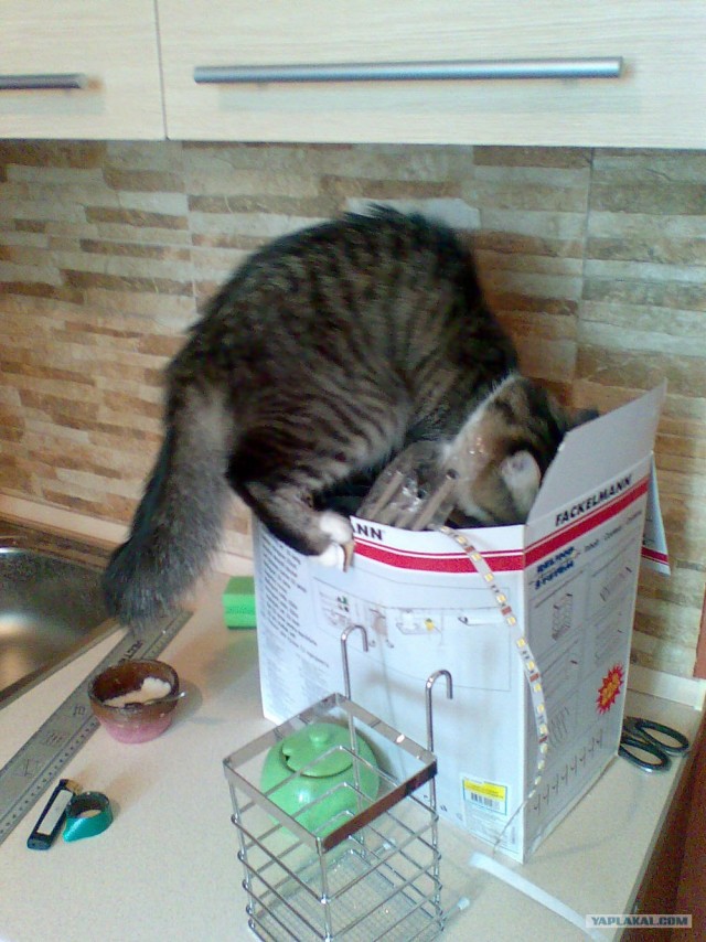 Котонянька и котовторник