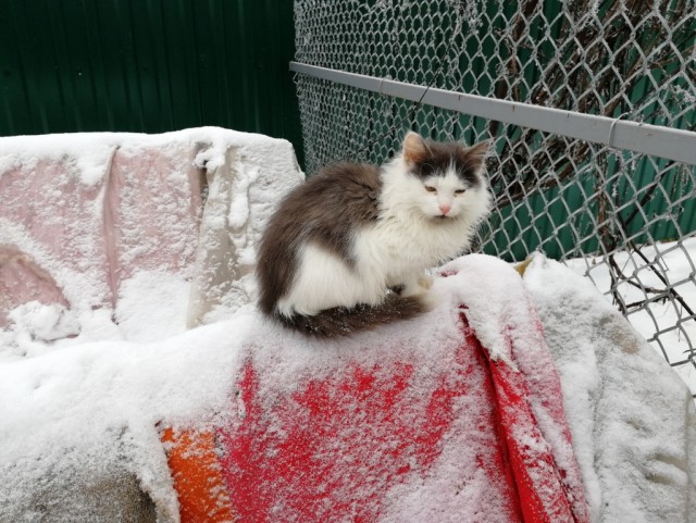 Живность из сети