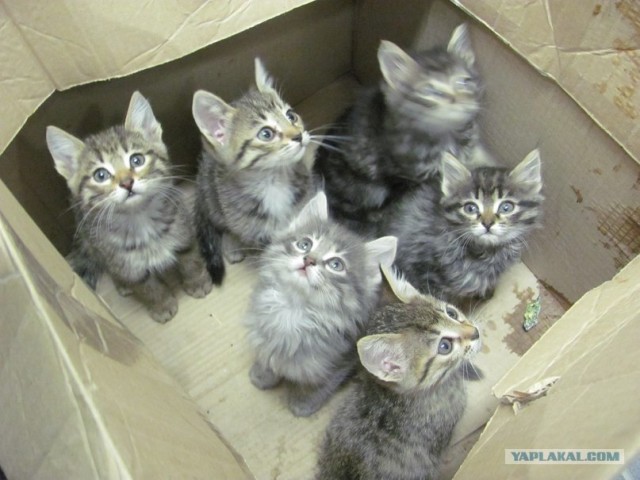 Котовторник ( 23.10. 2012. )
