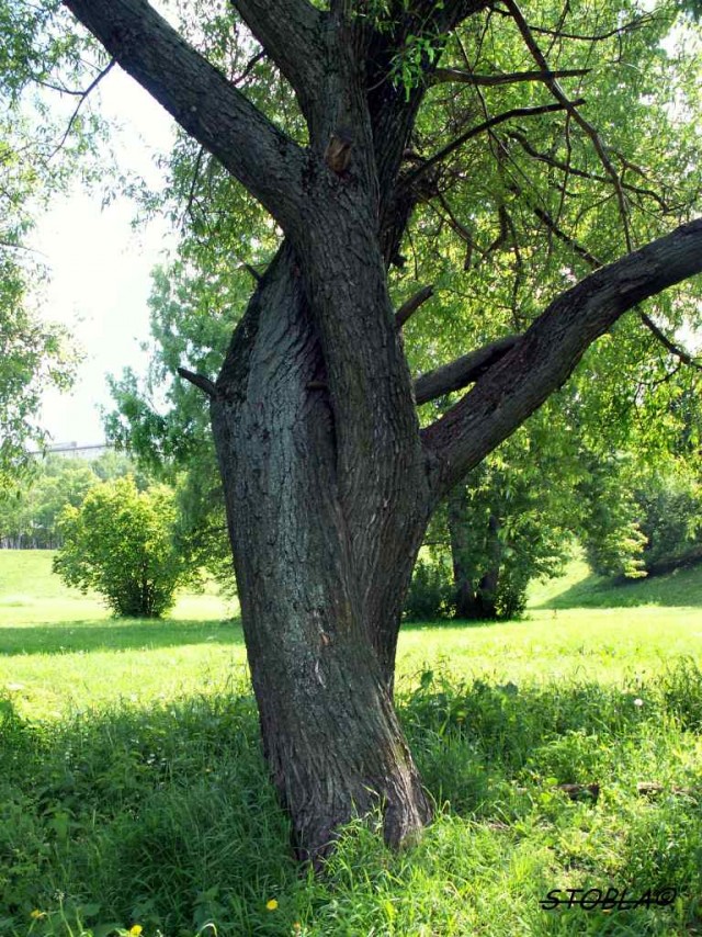 любительская фотография