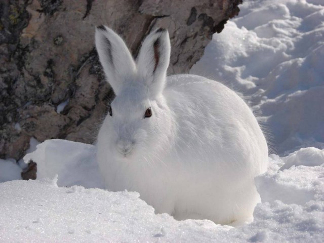 Милые животные. Мимиметр сломался