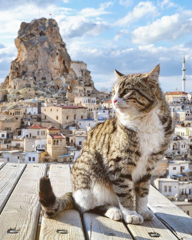 Котовторник однако