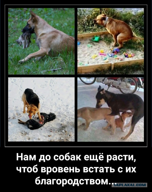 Почему люди не любят зоо(защитников)шизу?