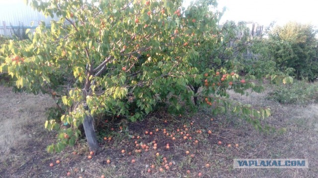 Жизнь в своем доме + и -