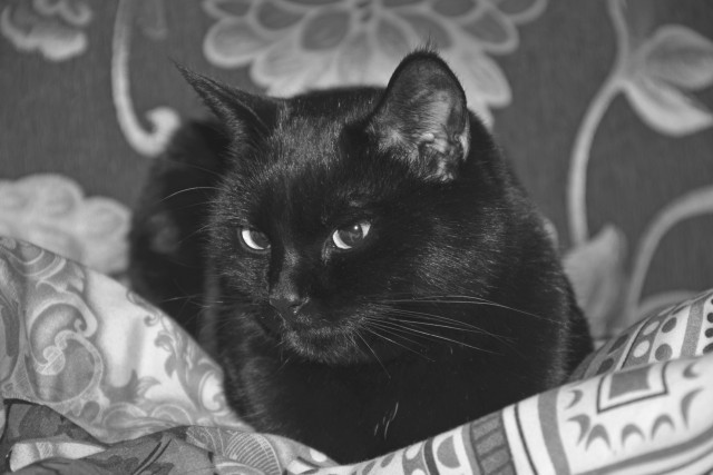 Paзнoвиднocти тьмы