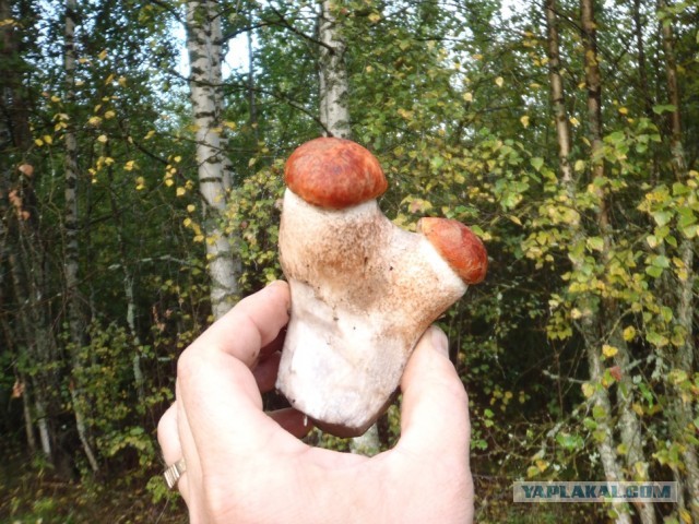 Грибной пост