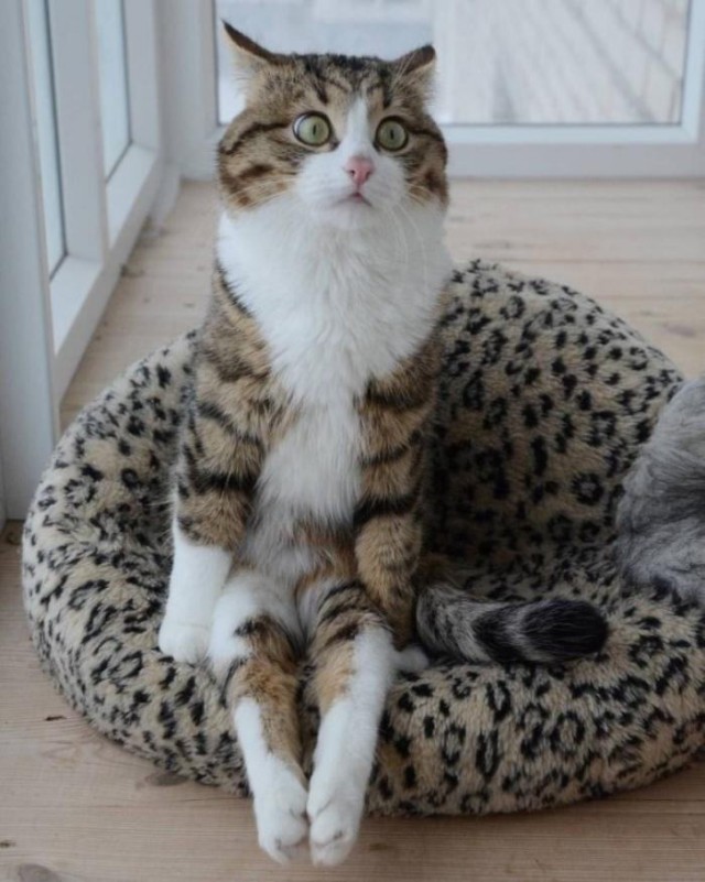 Эти забавные животные