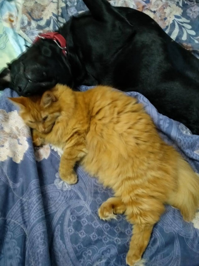 Доброты и милоты вам в ленту