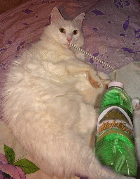 Отжабте моего кота