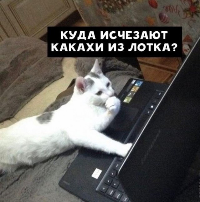 Что ищут кошки в интернете