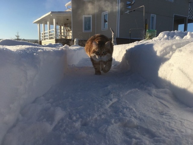 Подборка забавной живности