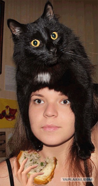 Эпичный кот