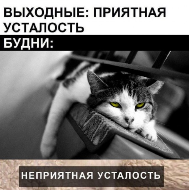 Картинки с надписями и котами